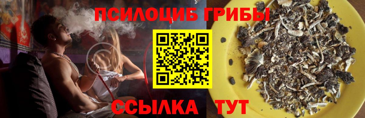 Псилоцибиновые грибы Psilocybine cubensis  где найти наркотики  Городец  Псилоцибиновые грибы Magic Shrooms  Вход с VPN 